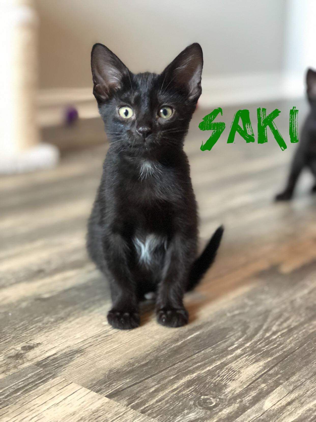 Saki